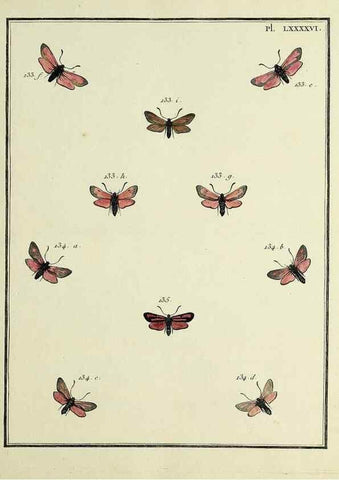 Reproducción/Reproduction 35730902451: Papillons d'Europe, peints d'après nature /. A Paris :Chez P.M. Delaguette, imprimeur-libraire ... ;1779-1792 [i.e. 1793]