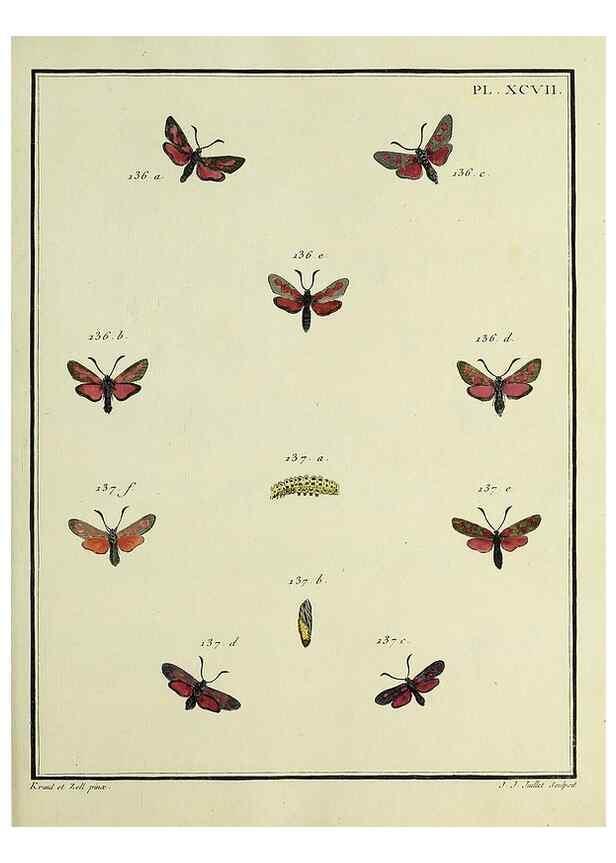Reproducción/Reproduction 35474922730: Papillons d'Europe, peints d'après nature /. A Paris :Chez P.M. Delaguette, imprimeur-libraire ... ;1779-1792 [i.e. 1793]