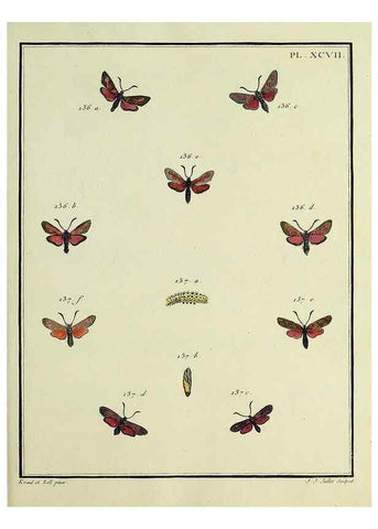 Reproducción/Reproduction 35474922730: Papillons d'Europe, peints d'après nature /. A Paris :Chez P.M. Delaguette, imprimeur-libraire ... ;1779-1792 [i.e. 1793]