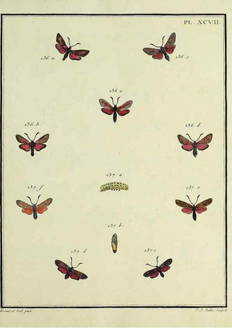 Reproducción/Reproduction 35474922730: Papillons d'Europe, peints d'après nature /. A Paris :Chez P.M. Delaguette, imprimeur-libraire ... ;1779-1792 [i.e. 1793]