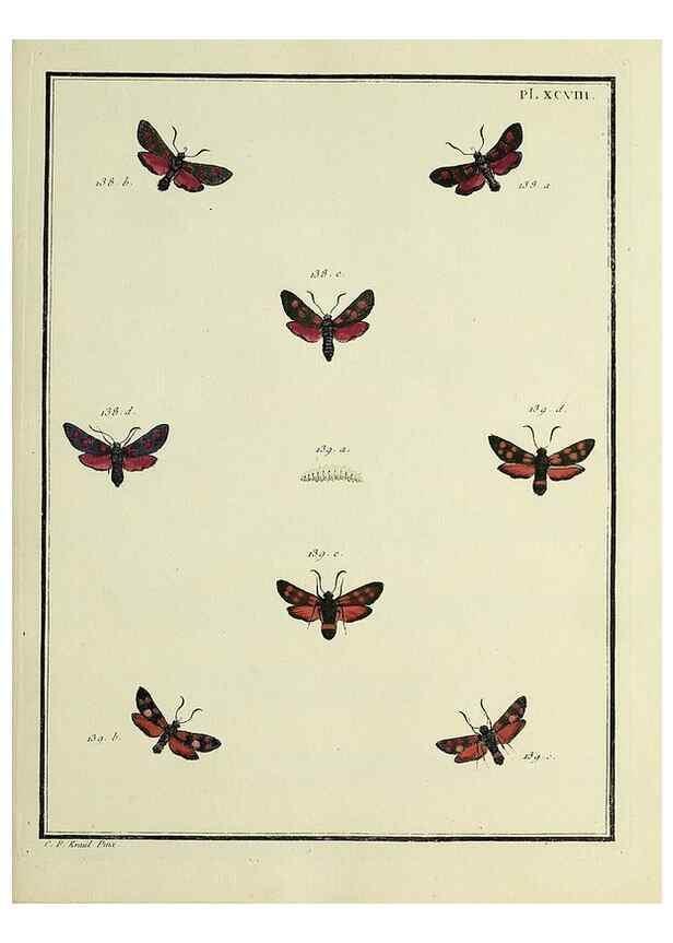 Reproducción/Reproduction 35474925500: Papillons d'Europe, peints d'après nature /. A Paris :Chez P.M. Delaguette, imprimeur-libraire ... ;1779-1792 [i.e. 1793]