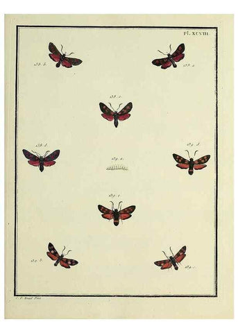 Reproducción/Reproduction 35474925500: Papillons d'Europe, peints d'après nature /. A Paris :Chez P.M. Delaguette, imprimeur-libraire ... ;1779-1792 [i.e. 1793]