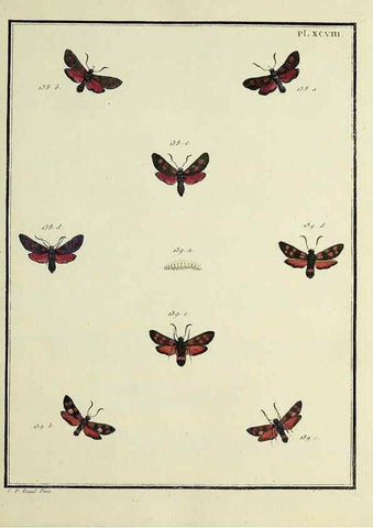 Reproducción/Reproduction 35474925500: Papillons d'Europe, peints d'après nature /. A Paris :Chez P.M. Delaguette, imprimeur-libraire ... ;1779-1792 [i.e. 1793]