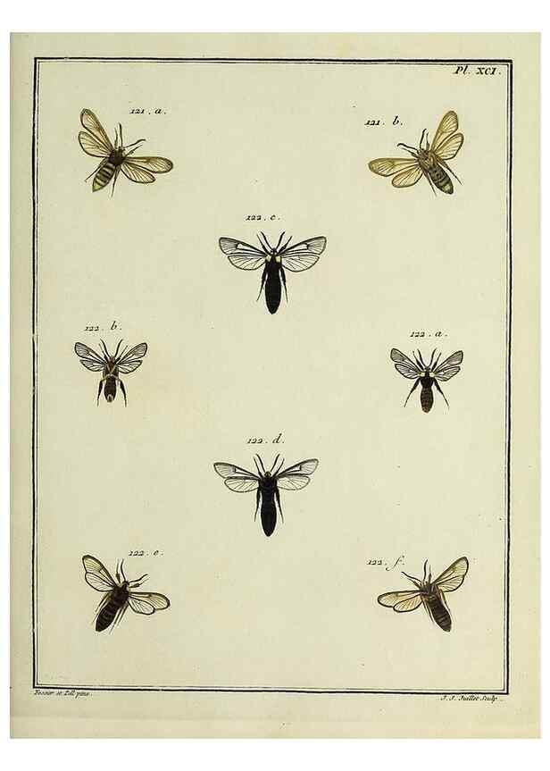 Reproducción/Reproduction 35022849844: Papillons d'Europe, peints d'après nature /. A Paris :Chez P.M. Delaguette, imprimeur-libraire ... ;1779-1792 [i.e. 1793]