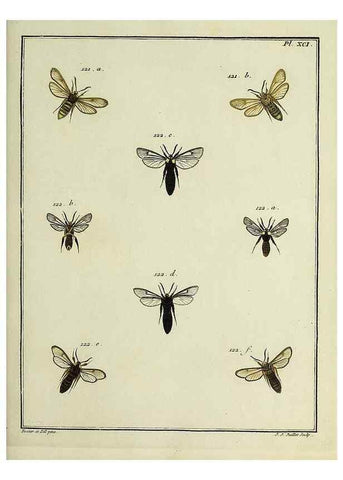 Reproducción/Reproduction 35022849844: Papillons d'Europe, peints d'après nature /. A Paris :Chez P.M. Delaguette, imprimeur-libraire ... ;1779-1792 [i.e. 1793]