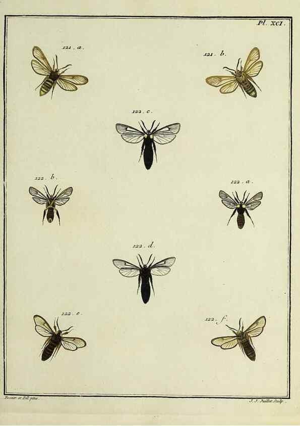 Reproducción/Reproduction 35022849844: Papillons d'Europe, peints d'après nature /. A Paris :Chez P.M. Delaguette, imprimeur-libraire ... ;1779-1792 [i.e. 1793]