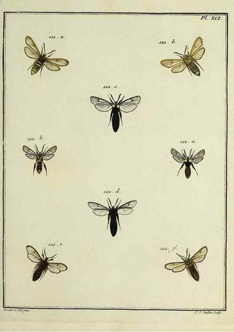 Reproducción/Reproduction 35022849844: Papillons d'Europe, peints d'après nature /. A Paris :Chez P.M. Delaguette, imprimeur-libraire ... ;1779-1792 [i.e. 1793]