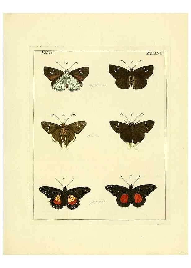 Reproducción/Reproduction 35730230521: Illustrations of natural history.. London,Printed for the author and sold by B. White,1770-82.