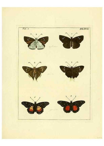 Reproducción/Reproduction 35730230521: Illustrations of natural history.. London,Printed for the author and sold by B. White,1770-82.
