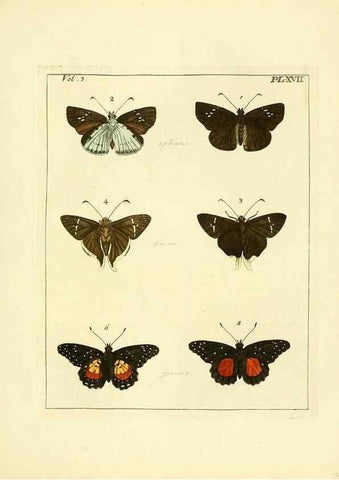 Reproducción/Reproduction 35730230521: Illustrations of natural history.. London,Printed for the author and sold by B. White,1770-82.