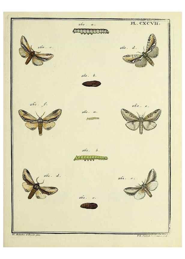 Reproducción/Reproduction 35731104971: Papillons d'Europe, peints d'après nature /. A Paris :Chez P.M. Delaguette, imprimeur-libraire ... ;1779-1792 [i.e. 1793]