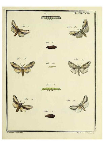 Reproducción/Reproduction 35731104971: Papillons d'Europe, peints d'après nature /. A Paris :Chez P.M. Delaguette, imprimeur-libraire ... ;1779-1792 [i.e. 1793]