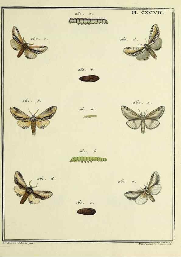 Reproducción/Reproduction 35731104971: Papillons d'Europe, peints d'après nature /. A Paris :Chez P.M. Delaguette, imprimeur-libraire ... ;1779-1792 [i.e. 1793]
