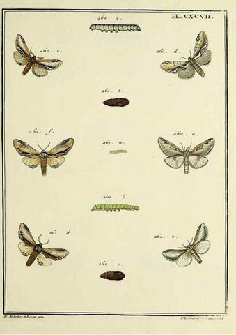Reproducción/Reproduction 35731104971: Papillons d'Europe, peints d'après nature /. A Paris :Chez P.M. Delaguette, imprimeur-libraire ... ;1779-1792 [i.e. 1793]