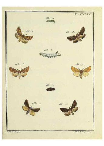 Reproducción/Reproduction 35731113581: Papillons d'Europe, peints d'après nature /. A Paris :Chez P.M. Delaguette, imprimeur-libraire ... ;1779-1792 [i.e. 1793]