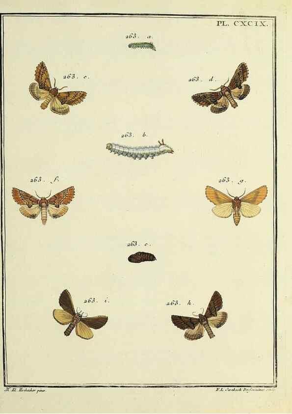 Reproducción/Reproduction 35731113581: Papillons d'Europe, peints d'après nature /. A Paris :Chez P.M. Delaguette, imprimeur-libraire ... ;1779-1792 [i.e. 1793]