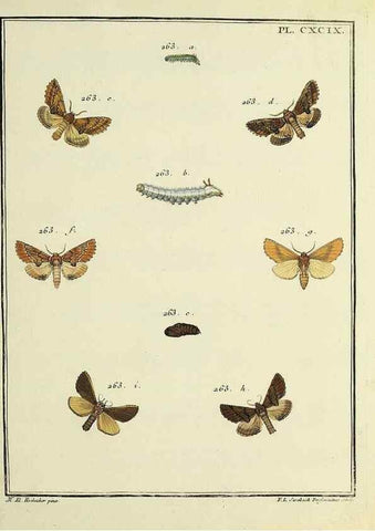 Reproducción/Reproduction 35731113581: Papillons d'Europe, peints d'après nature /. A Paris :Chez P.M. Delaguette, imprimeur-libraire ... ;1779-1792 [i.e. 1793]