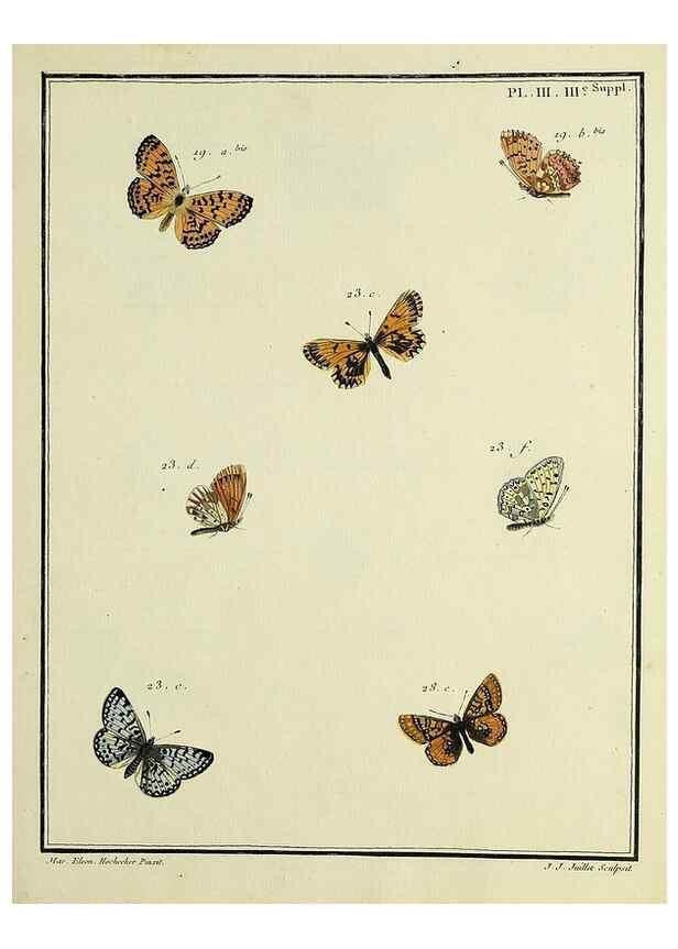 Reproducción/Reproduction 35054217383: Papillons d'Europe, peints d'après nature /. A Paris :Chez P.M. Delaguette, imprimeur-libraire ... ;1779-1792 [i.e. 1793]