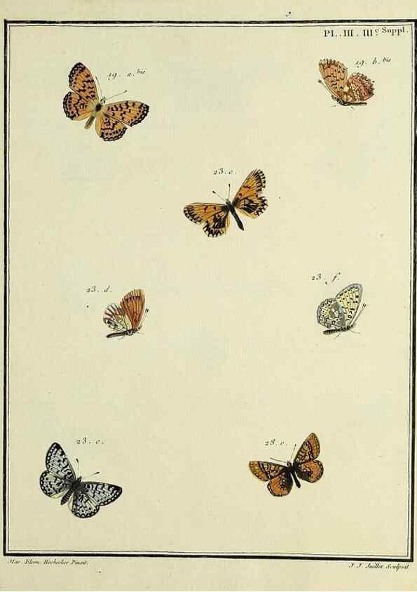Reproducción/Reproduction 35054217383: Papillons d'Europe, peints d'après nature /. A Paris :Chez P.M. Delaguette, imprimeur-libraire ... ;1779-1792 [i.e. 1793]