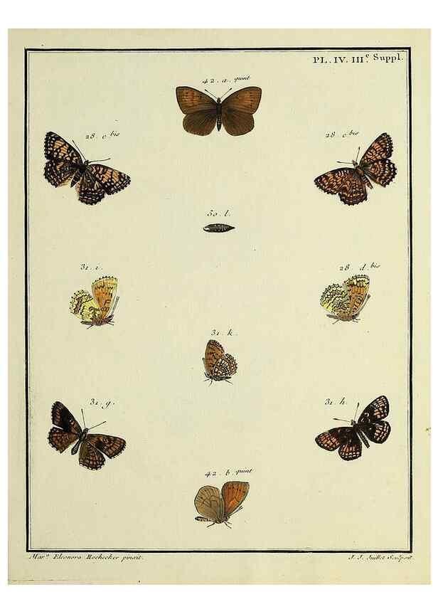 Reproducción/Reproduction 35054218673: Papillons d'Europe, peints d'après nature /. A Paris :Chez P.M. Delaguette, imprimeur-libraire ... ;1779-1792 [i.e. 1793]