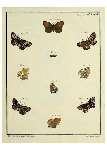 Reproducción/Reproduction 35054218673: Papillons d'Europe, peints d'après nature /. A Paris :Chez P.M. Delaguette, imprimeur-libraire ... ;1779-1792 [i.e. 1793]