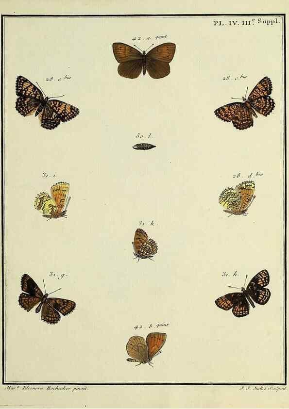 Reproducción/Reproduction 35054218673: Papillons d'Europe, peints d'après nature /. A Paris :Chez P.M. Delaguette, imprimeur-libraire ... ;1779-1792 [i.e. 1793]