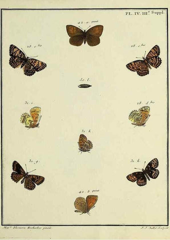 Reproducción/Reproduction 35054218673: Papillons d'Europe, peints d'après nature /. A Paris :Chez P.M. Delaguette, imprimeur-libraire ... ;1779-1792 [i.e. 1793]