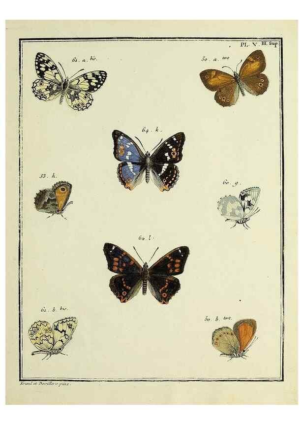 Reproducción/Reproduction 35731841521: Papillons d'Europe, peints d'après nature /. A Paris :Chez P.M. Delaguette, imprimeur-libraire ... ;1779-1792 [i.e. 1793]