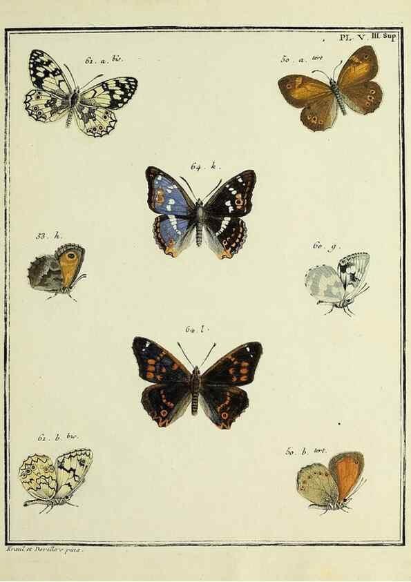 Reproducción/Reproduction 35731841521: Papillons d'Europe, peints d'après nature /. A Paris :Chez P.M. Delaguette, imprimeur-libraire ... ;1779-1792 [i.e. 1793]