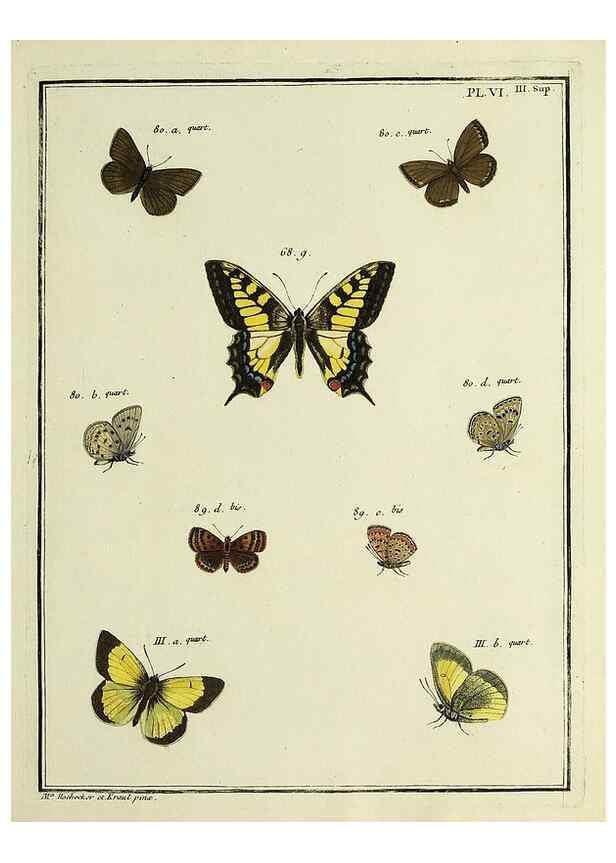 Reproducción/Reproduction 35731842361: Papillons d'Europe, peints d'après nature /. A Paris :Chez P.M. Delaguette, imprimeur-libraire ... ;1779-1792 [i.e. 1793]
