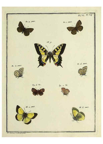 Reproducción/Reproduction 35731842361: Papillons d'Europe, peints d'après nature /. A Paris :Chez P.M. Delaguette, imprimeur-libraire ... ;1779-1792 [i.e. 1793]