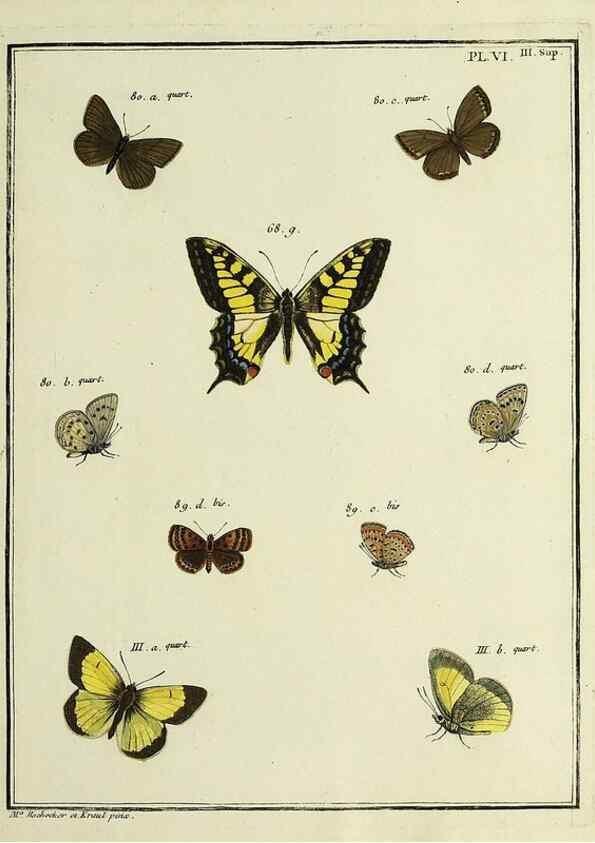 Reproducción/Reproduction 35731842361: Papillons d'Europe, peints d'après nature /. A Paris :Chez P.M. Delaguette, imprimeur-libraire ... ;1779-1792 [i.e. 1793]