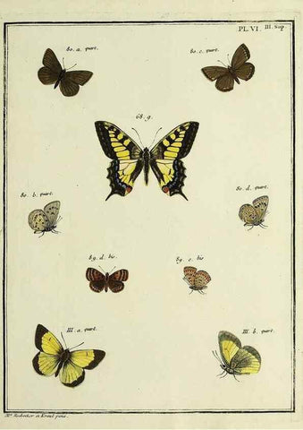 Reproducción/Reproduction 35731842361: Papillons d'Europe, peints d'après nature /. A Paris :Chez P.M. Delaguette, imprimeur-libraire ... ;1779-1792 [i.e. 1793]