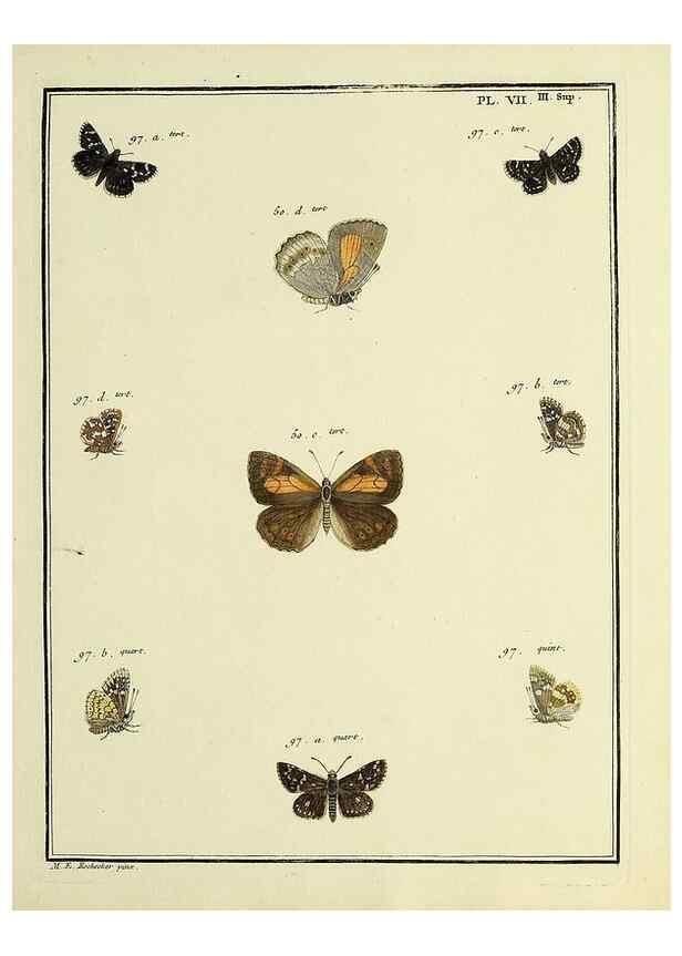 Reproducción/Reproduction 35731843451: Papillons d'Europe, peints d'après nature /. A Paris :Chez P.M. Delaguette, imprimeur-libraire ... ;1779-1792 [i.e. 1793]