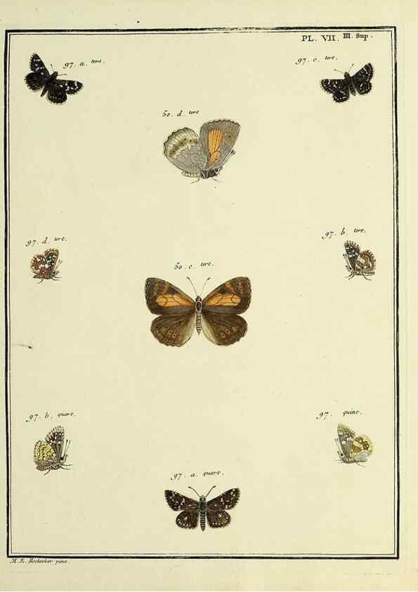 Reproducción/Reproduction 35731843451: Papillons d'Europe, peints d'après nature /. A Paris :Chez P.M. Delaguette, imprimeur-libraire ... ;1779-1792 [i.e. 1793]