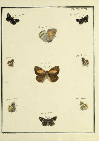 Reproducción/Reproduction 35731843451: Papillons d'Europe, peints d'après nature /. A Paris :Chez P.M. Delaguette, imprimeur-libraire ... ;1779-1792 [i.e. 1793]
