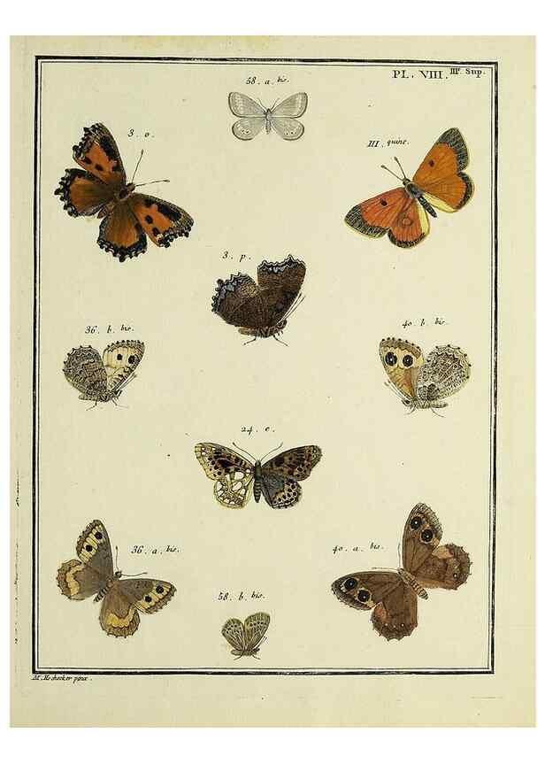 Reproducción/Reproduction 35731844851: Papillons d'Europe, peints d'après nature /. A Paris :Chez P.M. Delaguette, imprimeur-libraire ... ;1779-1792 [i.e. 1793]