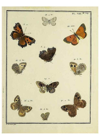 Reproducción/Reproduction 35731844851: Papillons d'Europe, peints d'après nature /. A Paris :Chez P.M. Delaguette, imprimeur-libraire ... ;1779-1792 [i.e. 1793]