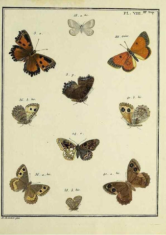 Reproducción/Reproduction 35731844851: Papillons d'Europe, peints d'après nature /. A Paris :Chez P.M. Delaguette, imprimeur-libraire ... ;1779-1792 [i.e. 1793]