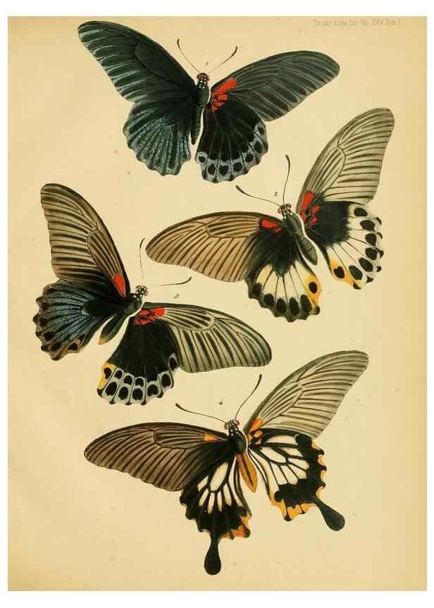 Reproducción/Reproduction 35475936080: On the phenomena of variation and geographical distribution as illustrated by the Papilionidae of the Malayan region.. London,1865