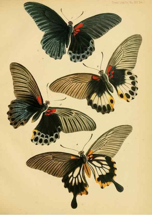 Reproducción/Reproduction 35475936080: On the phenomena of variation and geographical distribution as illustrated by the Papilionidae of the Malayan region.. London,1865