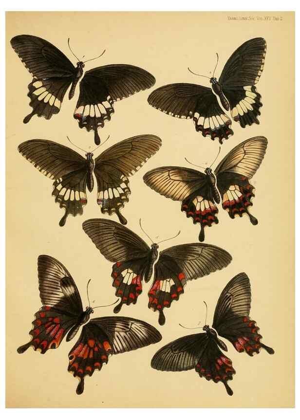 Reproducción/Reproduction 35023961264: On the phenomena of variation and geographical distribution as illustrated by the Papilionidae of the Malayan region.. London,1865
