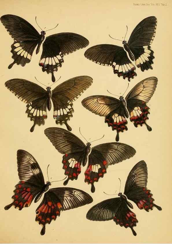 Reproducción/Reproduction 35023961264: On the phenomena of variation and geographical distribution as illustrated by the Papilionidae of the Malayan region.. London,1865
