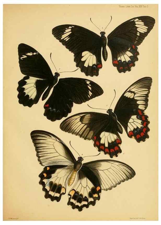 Reproducción/Reproduction 35023963624: On the phenomena of variation and geographical distribution as illustrated by the Papilionidae of the Malayan region.. London,1865