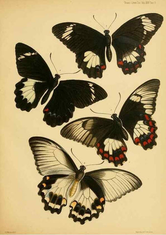 Reproducción/Reproduction 35023963624: On the phenomena of variation and geographical distribution as illustrated by the Papilionidae of the Malayan region.. London,1865