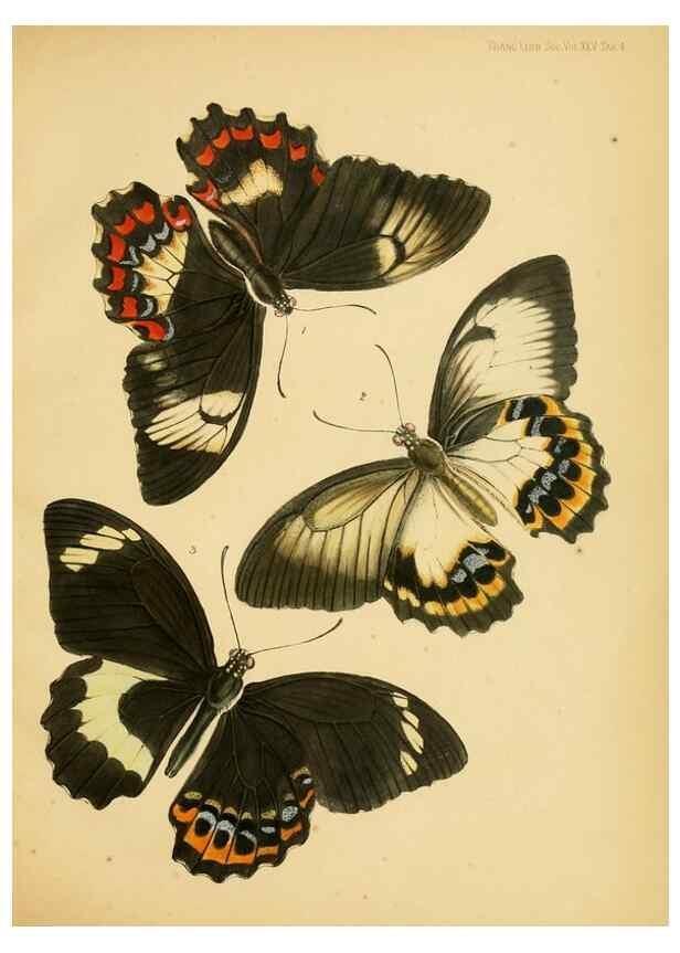 Reproducción/Reproduction 35694537202: On the phenomena of variation and geographical distribution as illustrated by the Papilionidae of the Malayan region.. London,1865