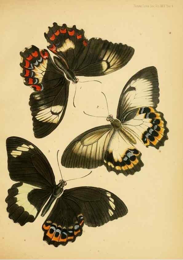 Reproducción/Reproduction 35694537202: On the phenomena of variation and geographical distribution as illustrated by the Papilionidae of the Malayan region.. London,1865