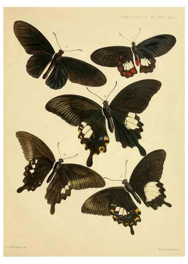 Reproducción/Reproduction 35023967574: On the phenomena of variation and geographical distribution as illustrated by the Papilionidae of the Malayan region.. London,1865
