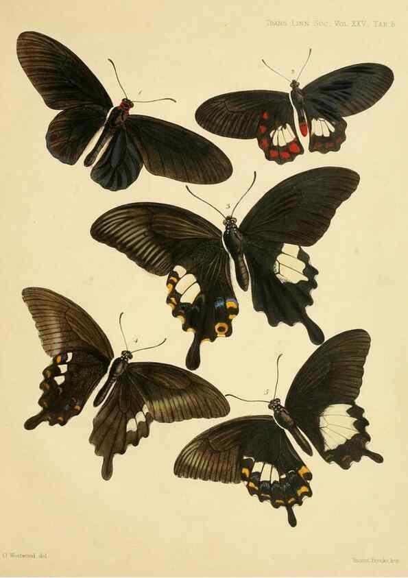 Reproducción/Reproduction 35023967574: On the phenomena of variation and geographical distribution as illustrated by the Papilionidae of the Malayan region.. London,1865