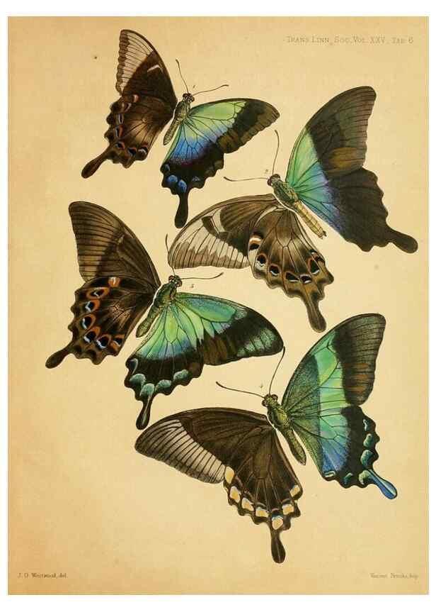 Reproducción/Reproduction 35694541262: On the phenomena of variation and geographical distribution as illustrated by the Papilionidae of the Malayan region.. London,1865